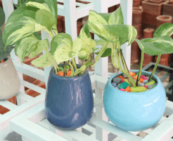 how to plant money plant indoor
