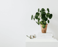 money plant direction