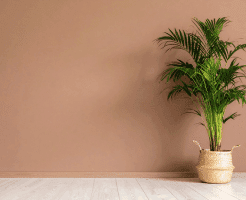 South Wall Color as per Vastu