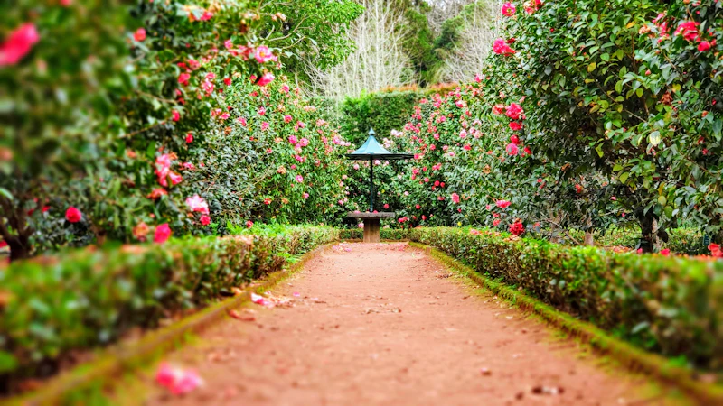 Courtyard Zen